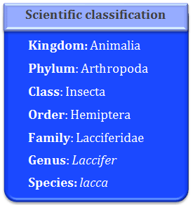 Laccifer lacca, classification of lac, 